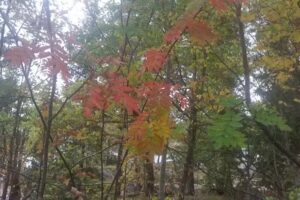 Kl&auml;dj&auml;tten i Sandviken AB