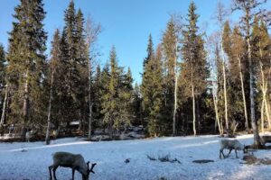 Stalltj&auml;rnsstugan